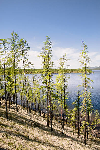 湖の dvargalaak ます。 - boreal forest lake riverbank waters edge ストックフォトと画像