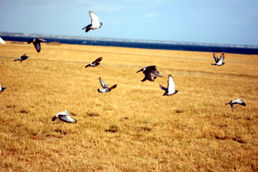 A flock of pigeons flying above a dry grass field.