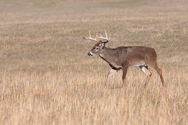 istock Whitetail male deer in field 163265906