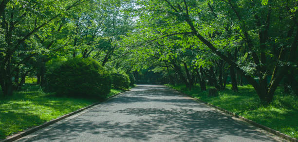 istock Treelined street banner 1632661375
