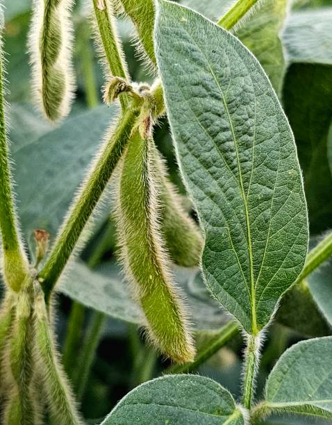 istock Green Soybean pods hanging in the field. 1632665849