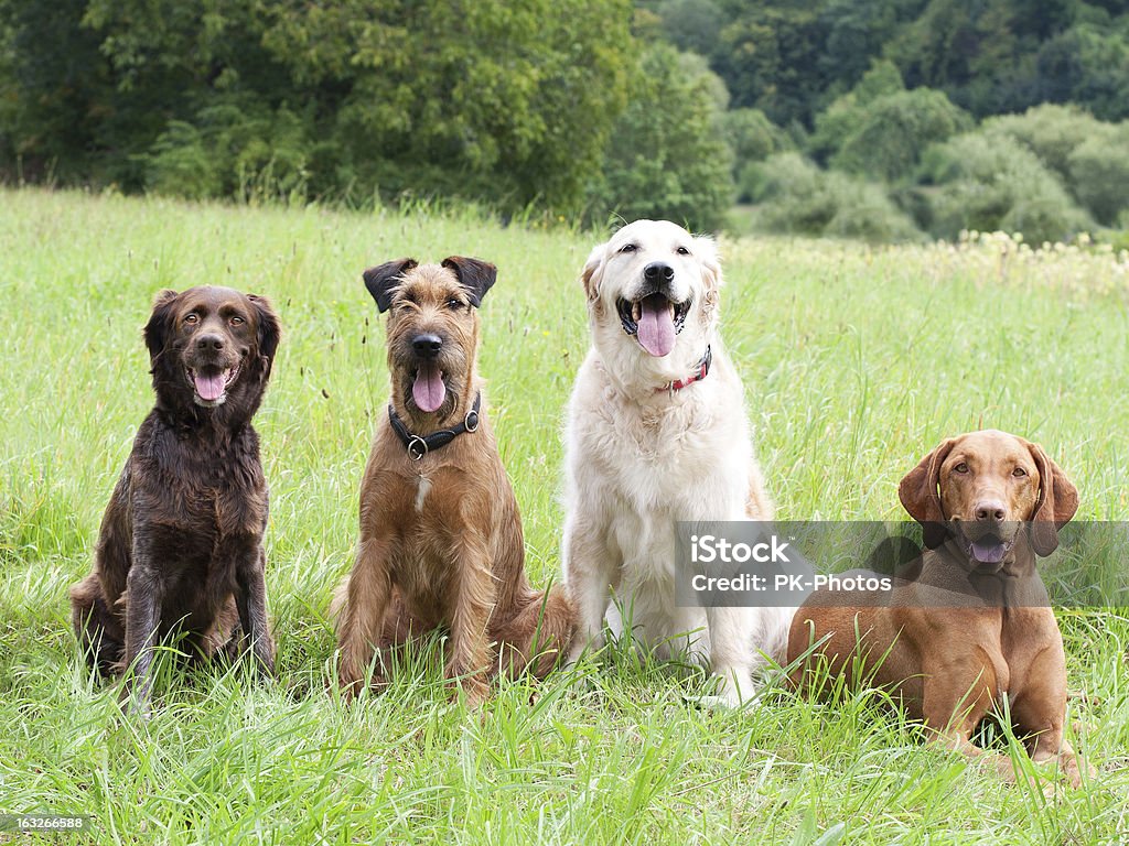 Chien école - Photo de Chien libre de droits