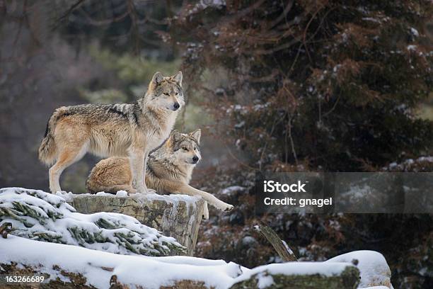 Mexican Gray Wolves Stock Photo - Download Image Now - Wolf, Mexican Wolf, Gray Wolf