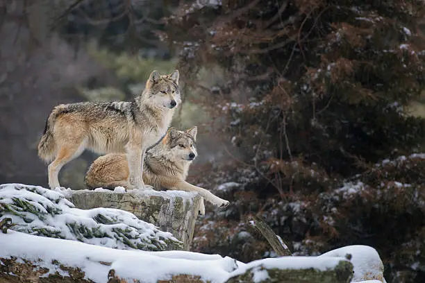 Pair of Mexican gray wolves (Canis lupus) on a snowy ledge