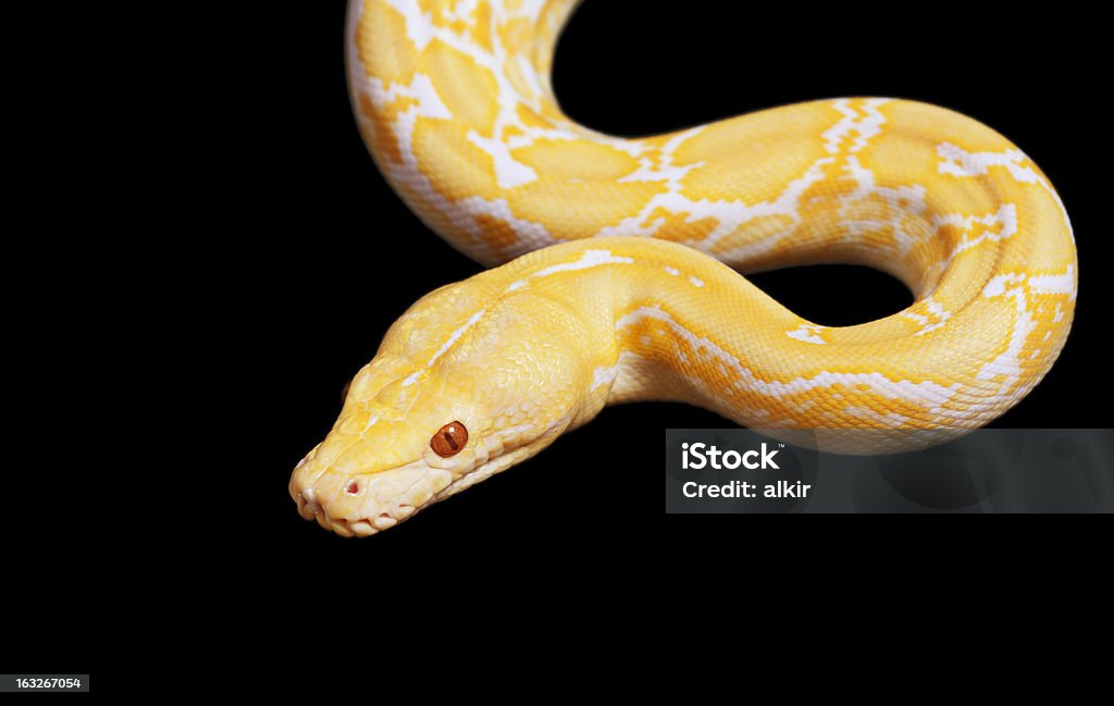 Tigre Albino Python snake sur noir - Photo de Albinos libre de droits