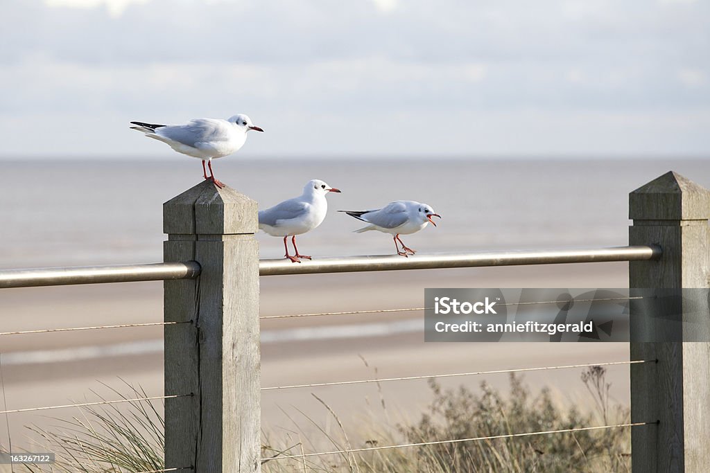 Drei Möwen auf coastal Zaun - Lizenzfrei Blau Stock-Foto