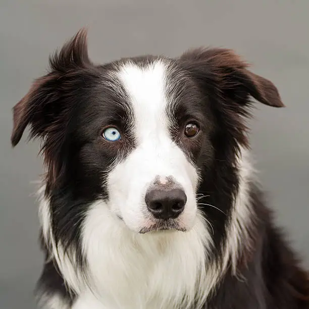 studio shot of a bordercollie with one brown and blue eye