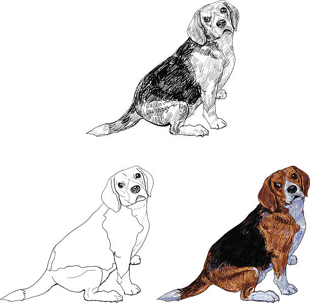 ilustrações, clipart, desenhos animados e ícones de beagle - tracing red pets dog