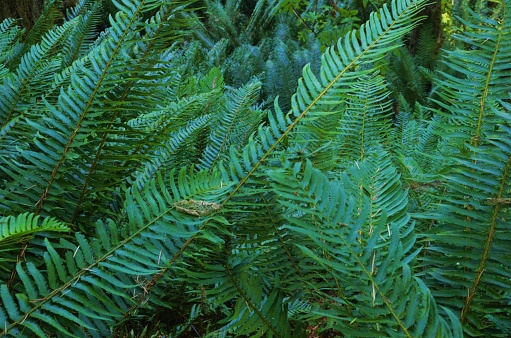 Many dark green fern fronds, specifically western sword fern (Polystichum munitum),  completely filling the image. Taken on the Storey Burns Loop, a hiking and mountain biking trail in the Tillamook State Forest, to the west of Portland, Oregon.