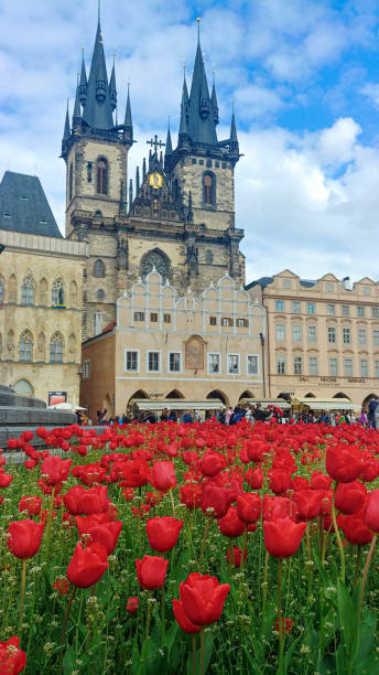 istock Tulips in front of the gothic  cathedral 1632674313