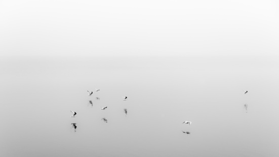 Flying European seagulls at Lake Traun on a cold and foggy Winter morning. Photo made at the pier of Gmunden, Upper Austria, in the famous world heritage site area of Salzkammergut. Nikon D7000, Nikkor 16-85mm. Soft grain cause of bad weather conditions. The seagull is a symbol of freedom. Image is BLACK AND WHITE.