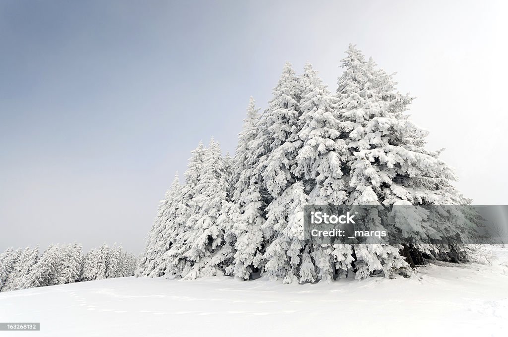 Winter Forest - Lizenzfrei Polarklima Stock-Foto