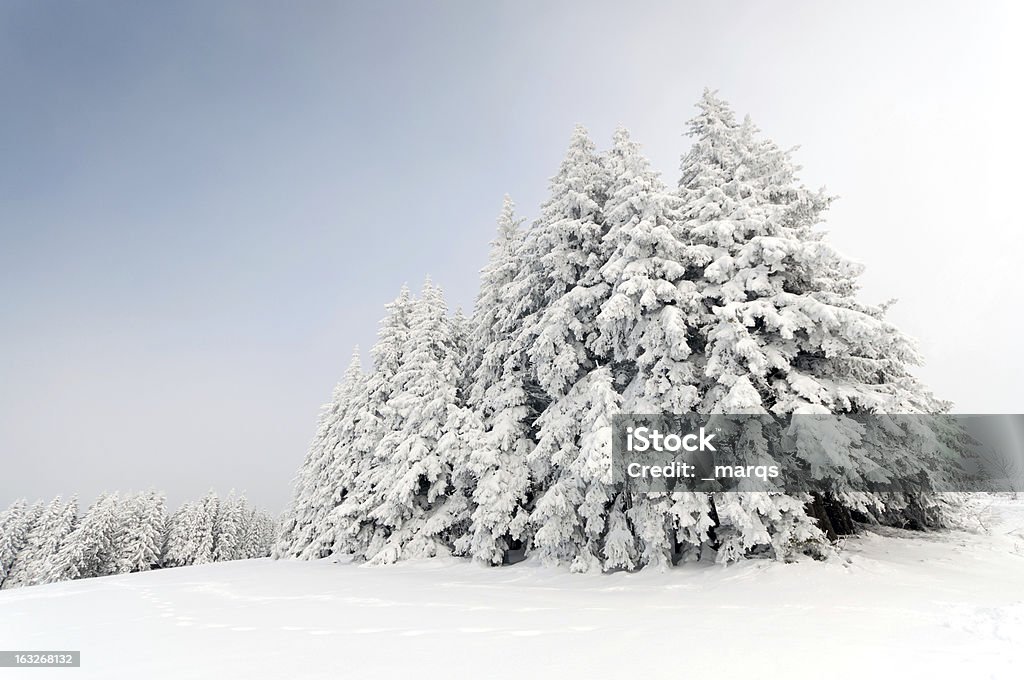 Forêt d'hiver - Photo de Paysage polaire libre de droits