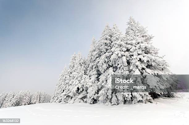 Photo libre de droit de Forêt Dhiver banque d'images et plus d'images libres de droit de Paysage polaire - Paysage polaire, Arbre, Arctique