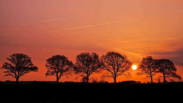 Trees At Sunrise stock photo