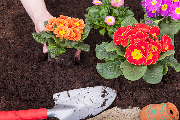istock gardener  planting flowers 163268451
