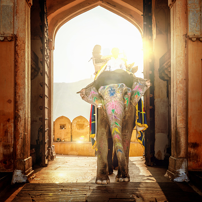 Indian elephant with tourist walking through the entrance of the Amber Palace in Jaipur. Amber Palace, Jaipur, India.