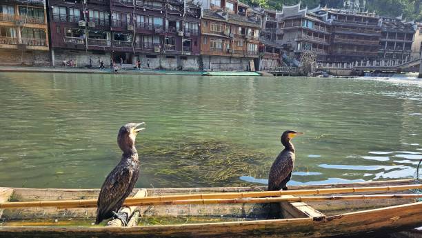 Two duck standing in the old wooden boat.