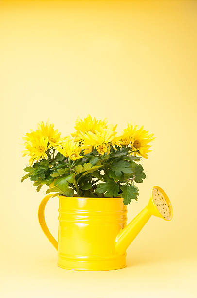 amarillo mums - yellow chrysanthemum fotografías e imágenes de stock