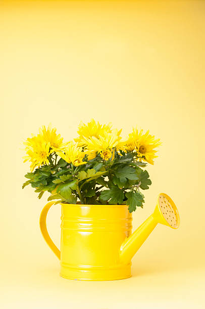 amarelo gmu - yellow chrysanthemum imagens e fotografias de stock