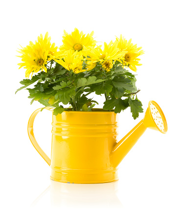 Yellow Mums in a yellow watering can isolated on white