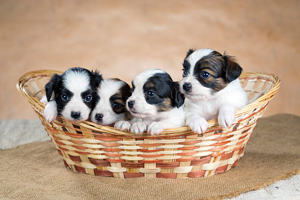 istock Four little Papillon puppy 163269671