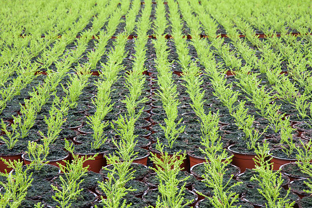 istock Dutch horticulture with cupressus in a greenhouse 163270036
