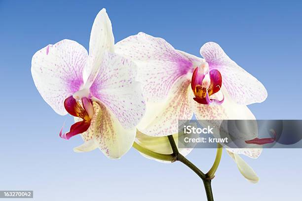 Foto de Orquídea Branca Isolada Em Um Céu Azul e mais fotos de stock de Branco - Branco, Orquídea, Pontilhado