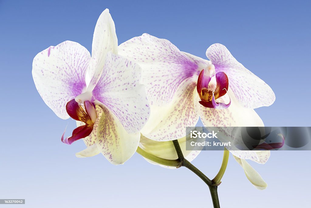 White Orchid isolated на голубое небо - Стоковые фото Белый роялти-фри