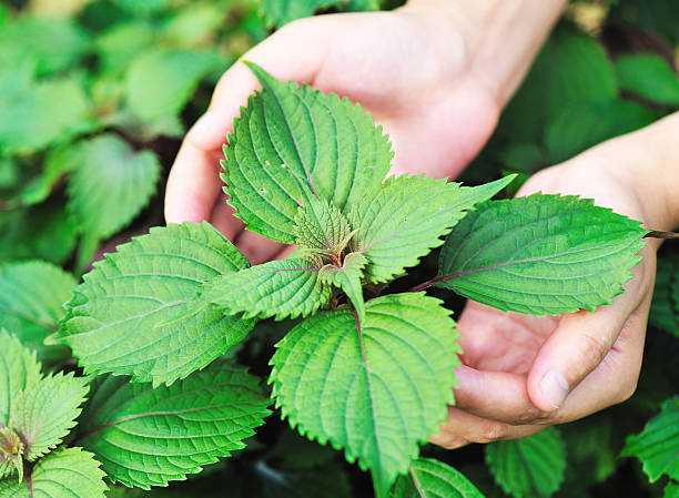 mano proteggere giapponese pianta di basilico - shiso foto e immagini stock