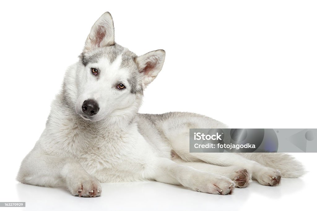 Cane Husky Siberiano su sfondo bianco - Foto stock royalty-free di Animale