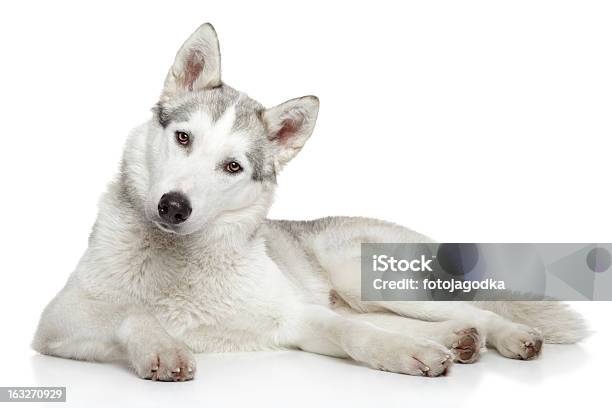 Cane Husky Siberiano Su Sfondo Bianco - Fotografie stock e altre immagini di Animale - Animale, Animale da compagnia, Cane