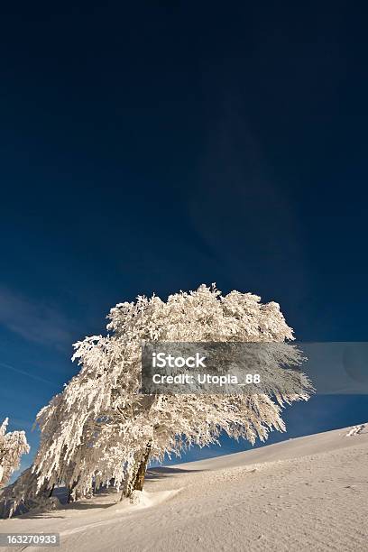 스노이 대형 너도밤나무 Wintertime 0명에 대한 스톡 사진 및 기타 이미지 - 0명, 겨울, 경관