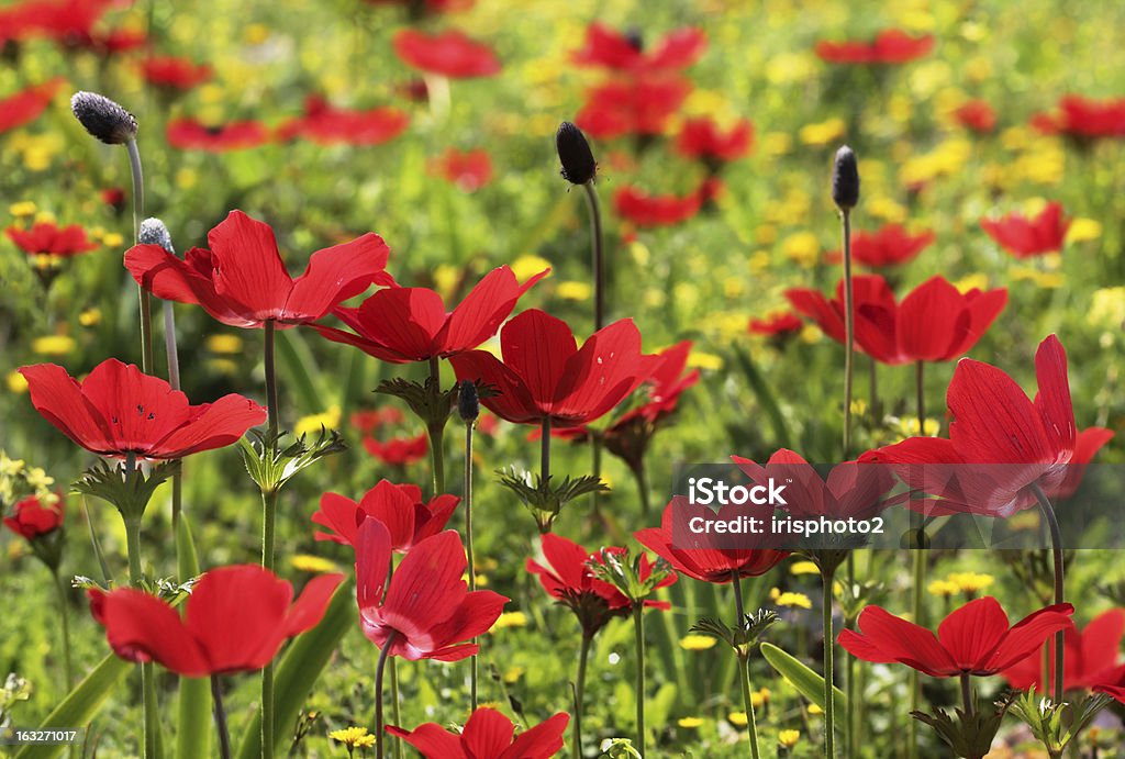 Bereich der rote poppies - Lizenzfrei Agrarbetrieb Stock-Foto