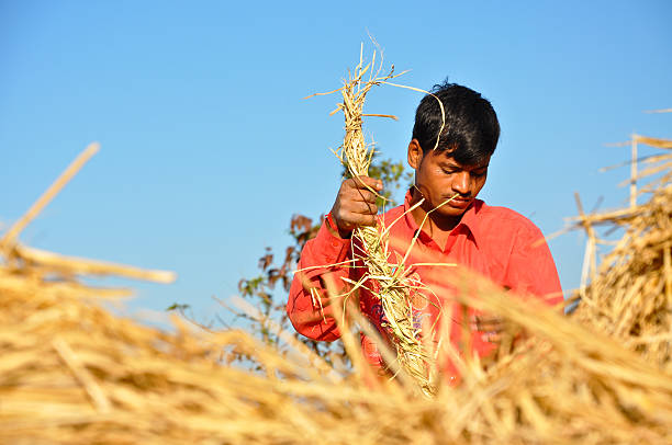istock Indian young boy working in rice field 163271029