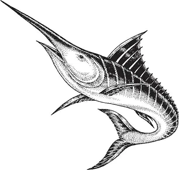 Vector illustration of Marlin
