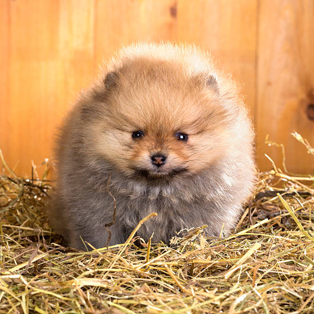 istock Pomeranian puppy on a straw 163271381