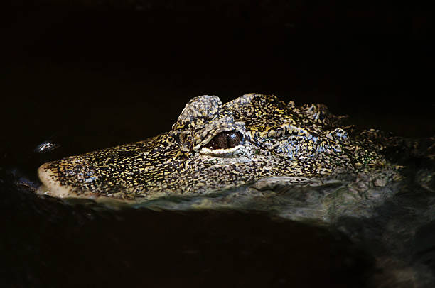 istock Spectacled caiman crocodile 163271828