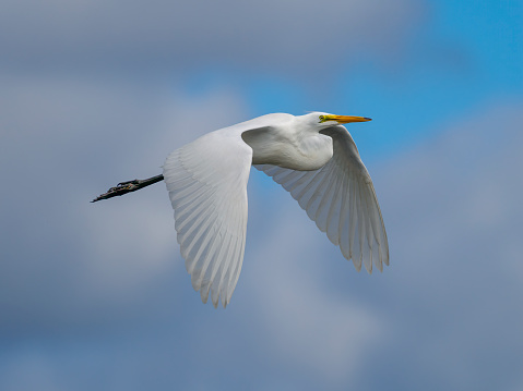 White egret flying in a cloudy blue sky. Western Oregon wetland area. Also called by the names common egret, great egret, large egret or a great white heron.