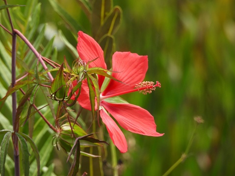 Swamp Hibiscus also known as Scarlet Rosemallow and Texas Star Hibiscus.