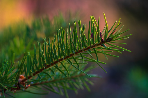 Close-up of pine needles on an evergreen tree.