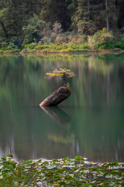 Free Stock Photo of Tree Standing in the Middle of a Lake | Download ...