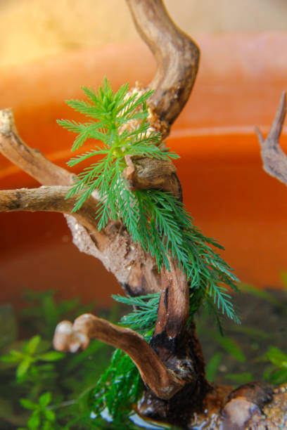 池の枯れた丸太の周りに絡み合う水生植物ミリオフィラムアクアティカム - myriophyllum aquaticum ストックフォトと画像