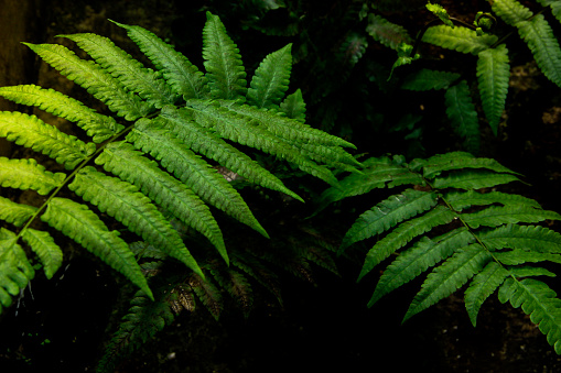 close-up foliage green fern leaf in the tropical forest