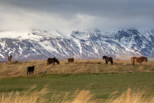Photograph from Hofstadhir, Nordurland vestra, Iceland