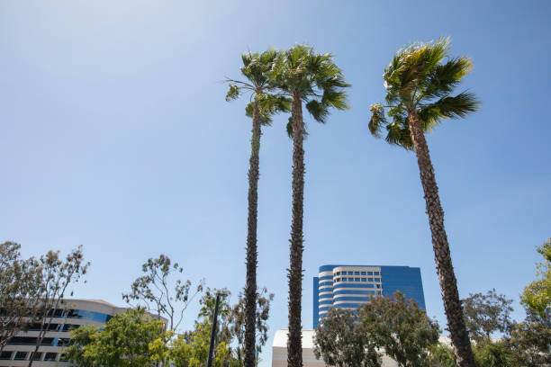 istock Downtown Irvine, California 1632810910