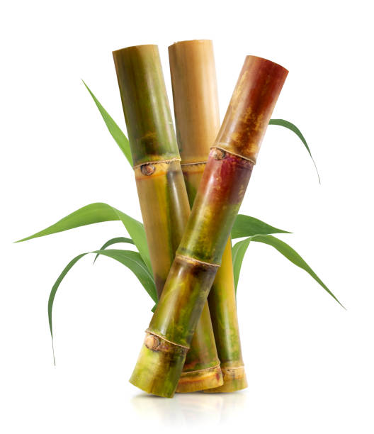istock Single object of Sugar cane isolated on white background 1632810914