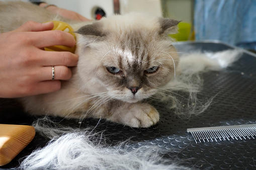 cat visits groomer, groomer brushing a cat