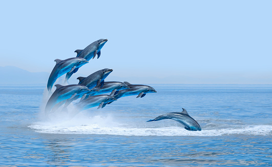 Dolphin swim in the Santa Barbara Channel near Ventura, California