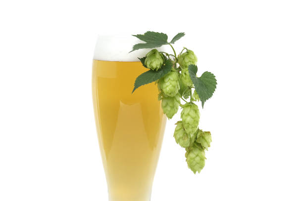 istock Glass of beer with hops cones isolated on white 1632857786